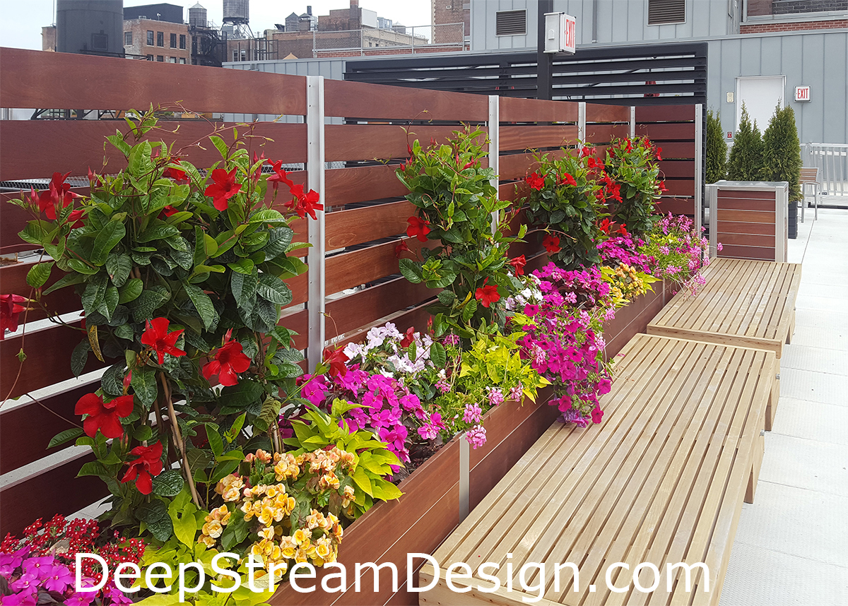Click for DeepStream's solutions website for more information on the differential height aluminum frame of these commercial wood planters that create a privacy screen wall and support an integrated trellis with colorful flowers